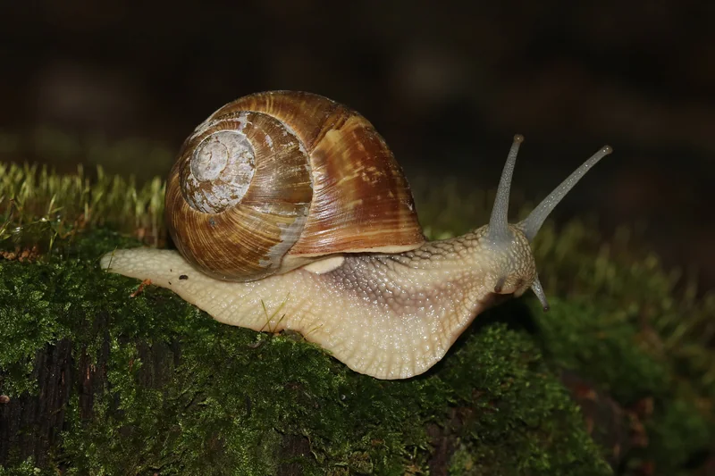 Un escargot de Bourgogne rampant sur la mousse, la coquille brune en spirale, photographié sur fond sombre en 2026.