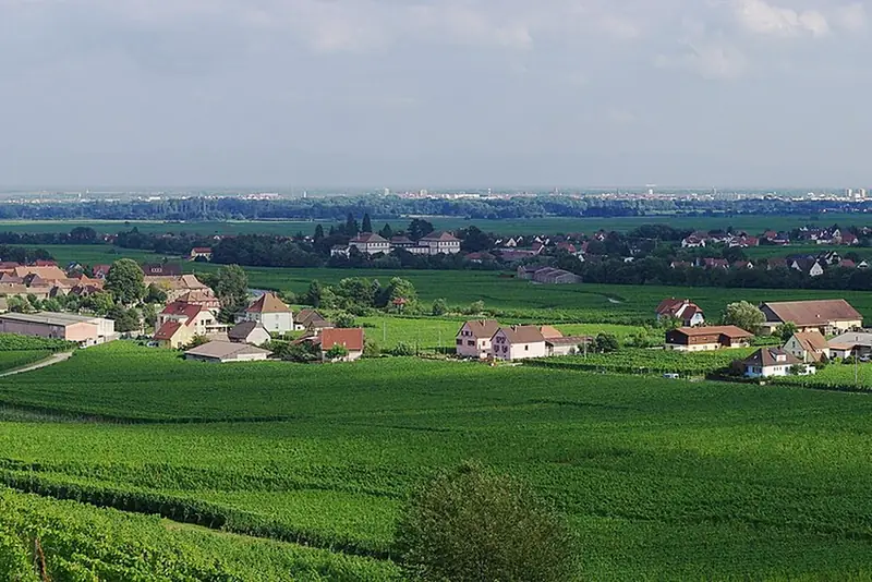 Vignes en coteau au-dessus de Kaysersberg, dans le Haut-Rhin, en 2011, vue depuis la voie publique.